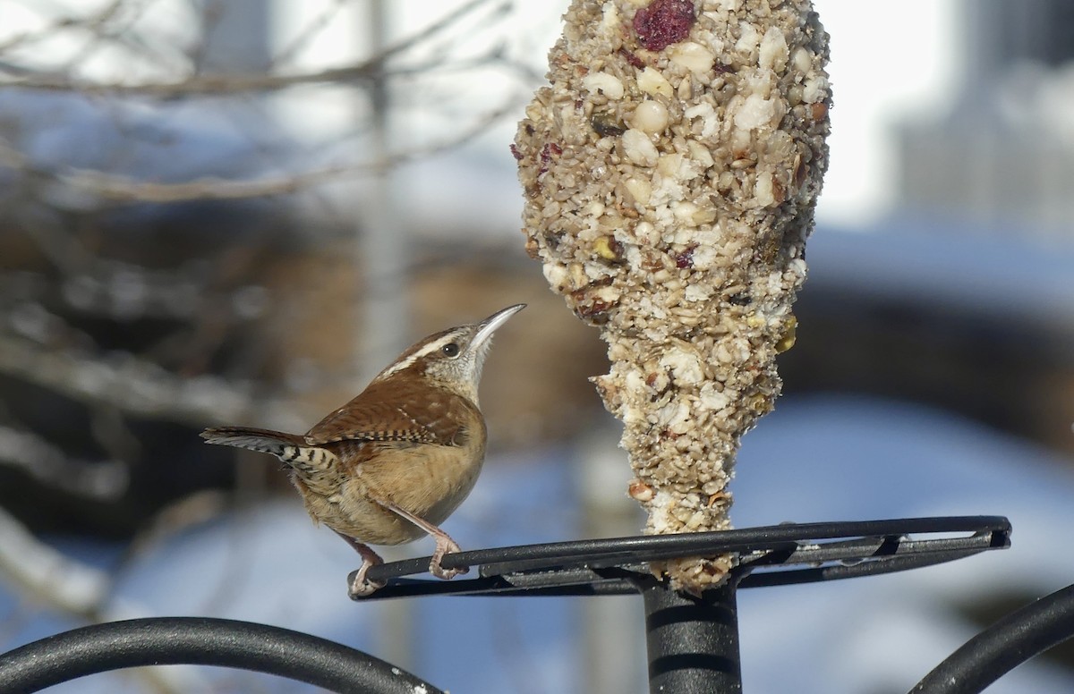 Carolina Wren - ML613280166