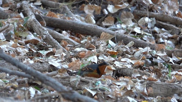 Varied Thrush - ML613280196