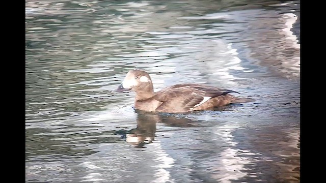 White-winged Scoter - ML613280241