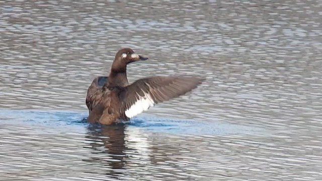 White-winged Scoter - ML613280242