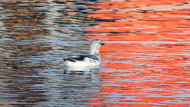 Guillemot à miroir (groupe grylle) - ML613280321