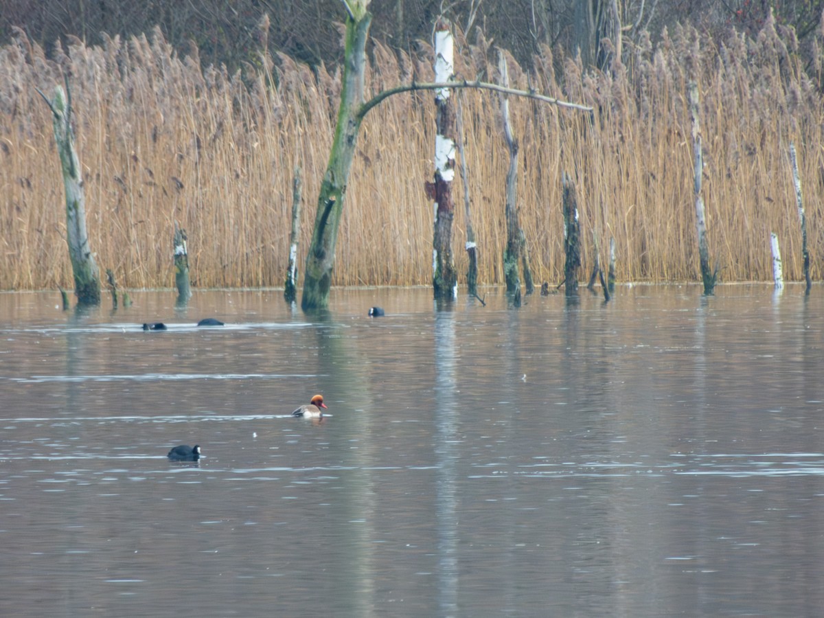 Red-crested Pochard - ML613280325