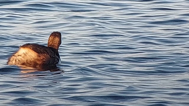 Little Grebe (Little) - ML613280326