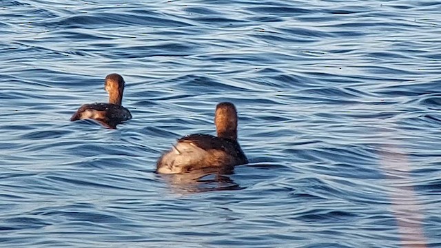 カイツブリ（ruficollis グループ） - ML613280397