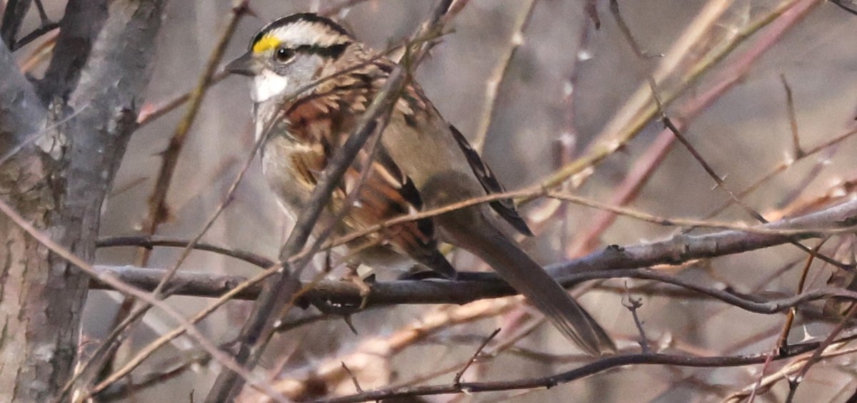 White-throated Sparrow - ML613280405