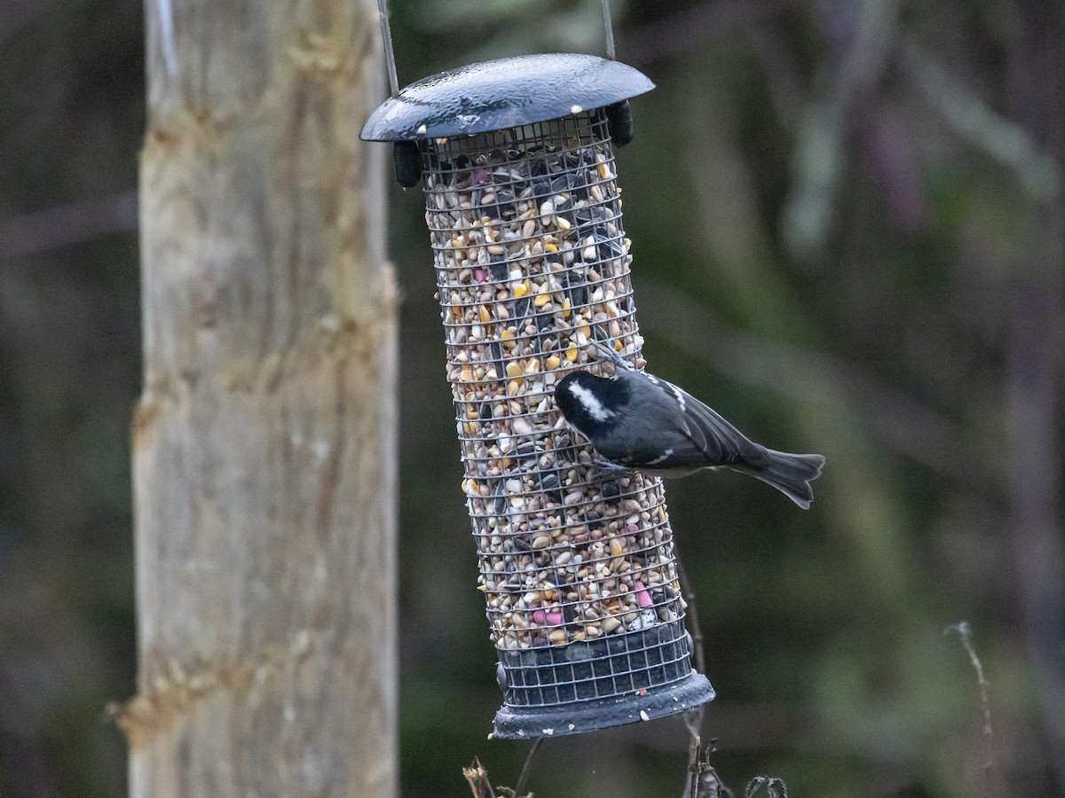 Coal Tit - Angus Wilson