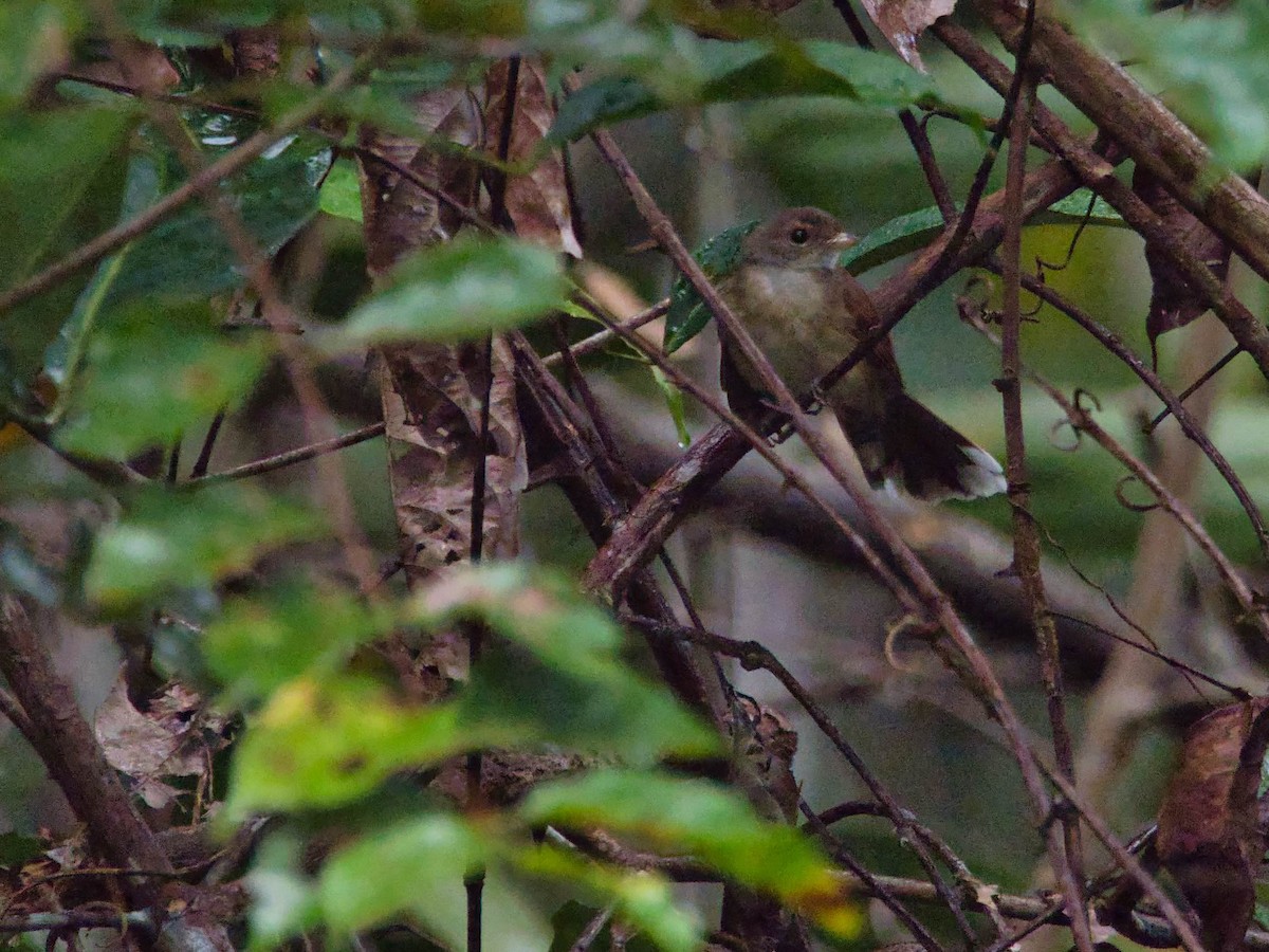 Rufous-backed Fantail - ML613280549