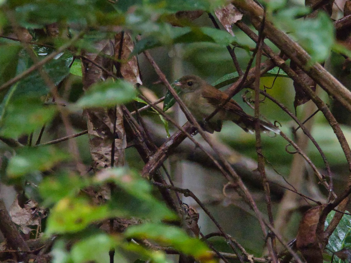 Rufous-backed Fantail - ML613280550