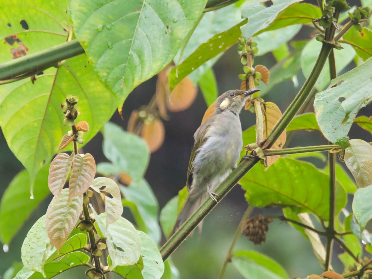 Mimic Honeyeater - ML613280558