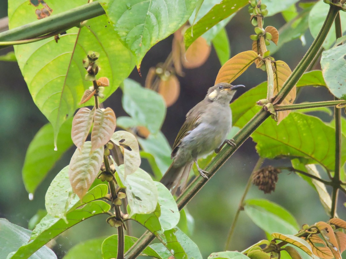 Mimic Honeyeater - ML613280559