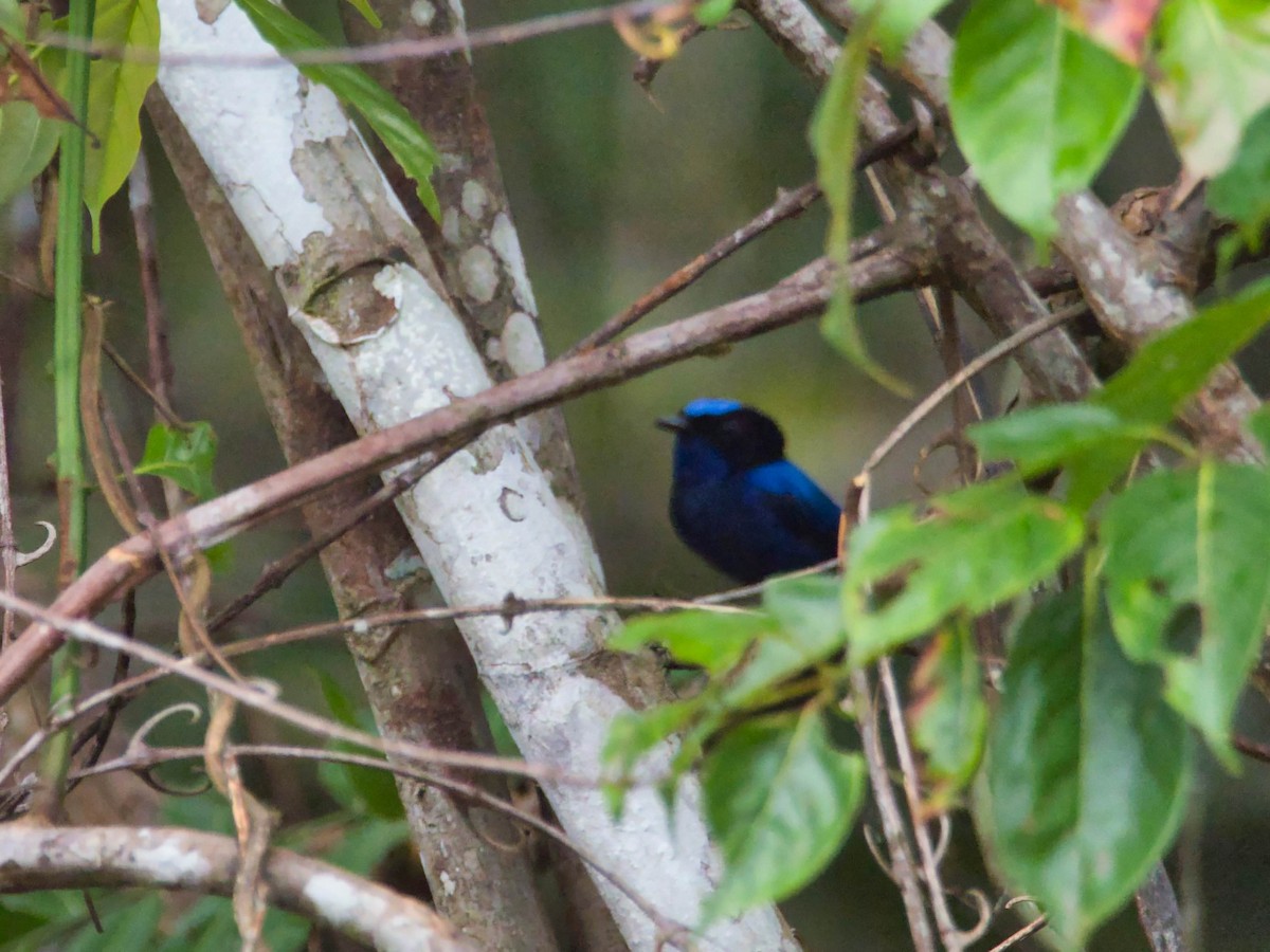 Emperor Fairywren - ML613280563