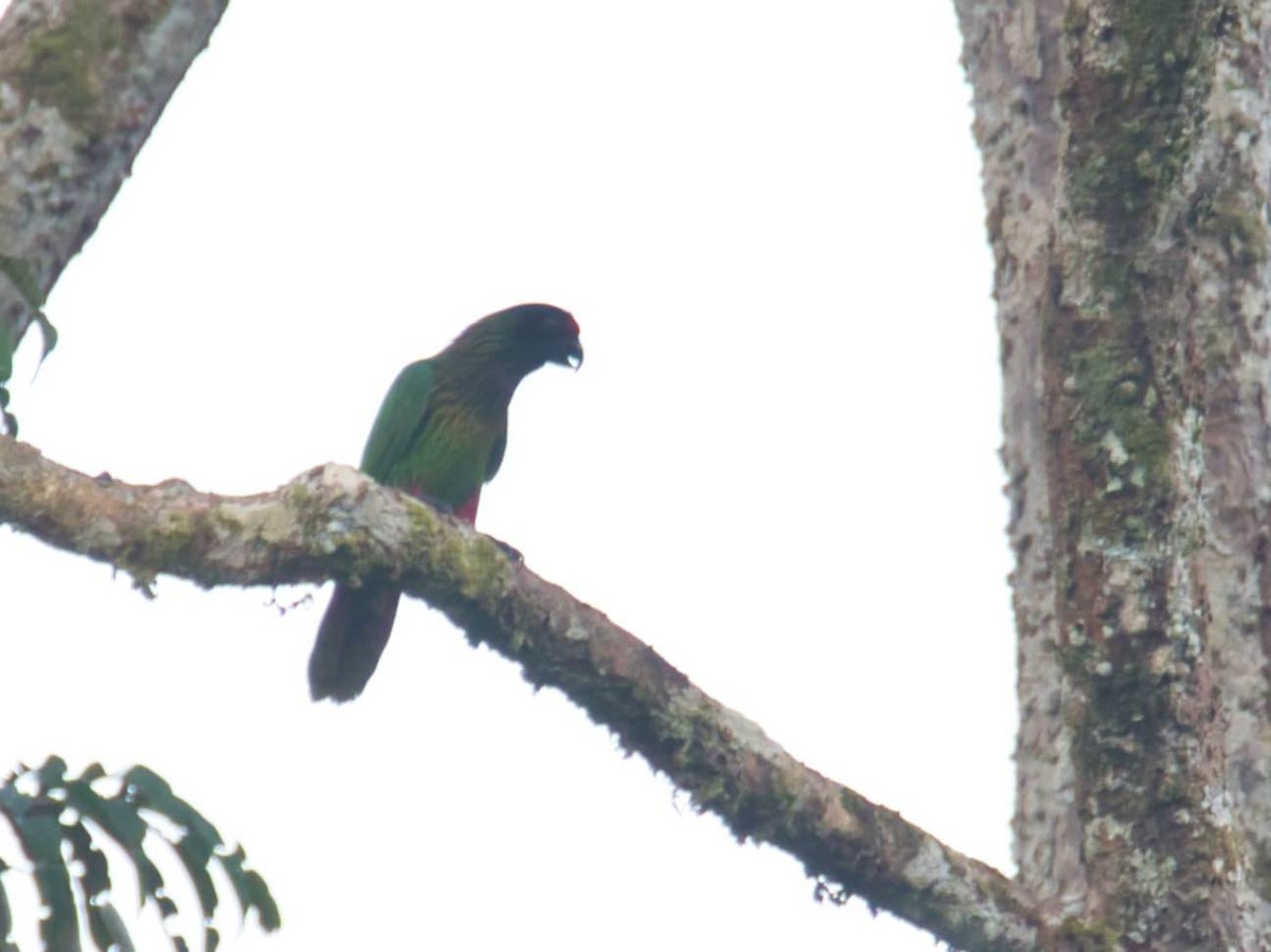 Yellow-streaked Lory - ML613280582