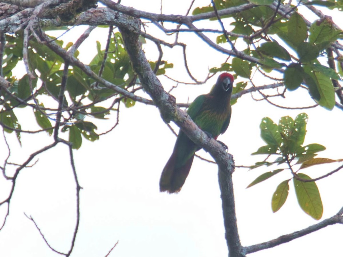 Yellow-streaked Lory - ML613280583