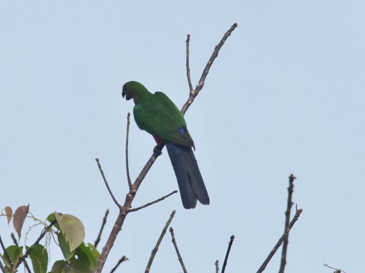 Papuan King-Parrot - ML613280591