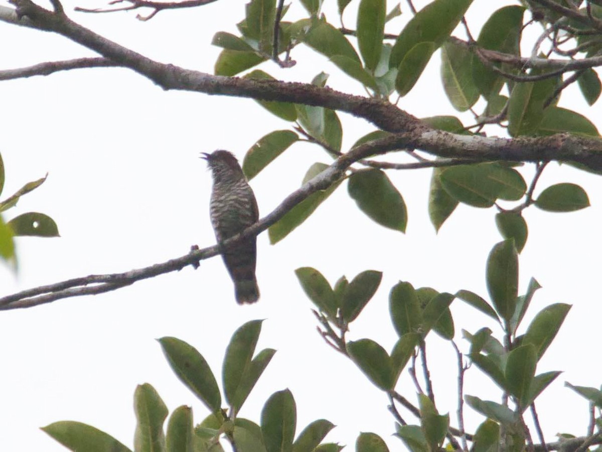 Little Bronze-Cuckoo - ML613280599