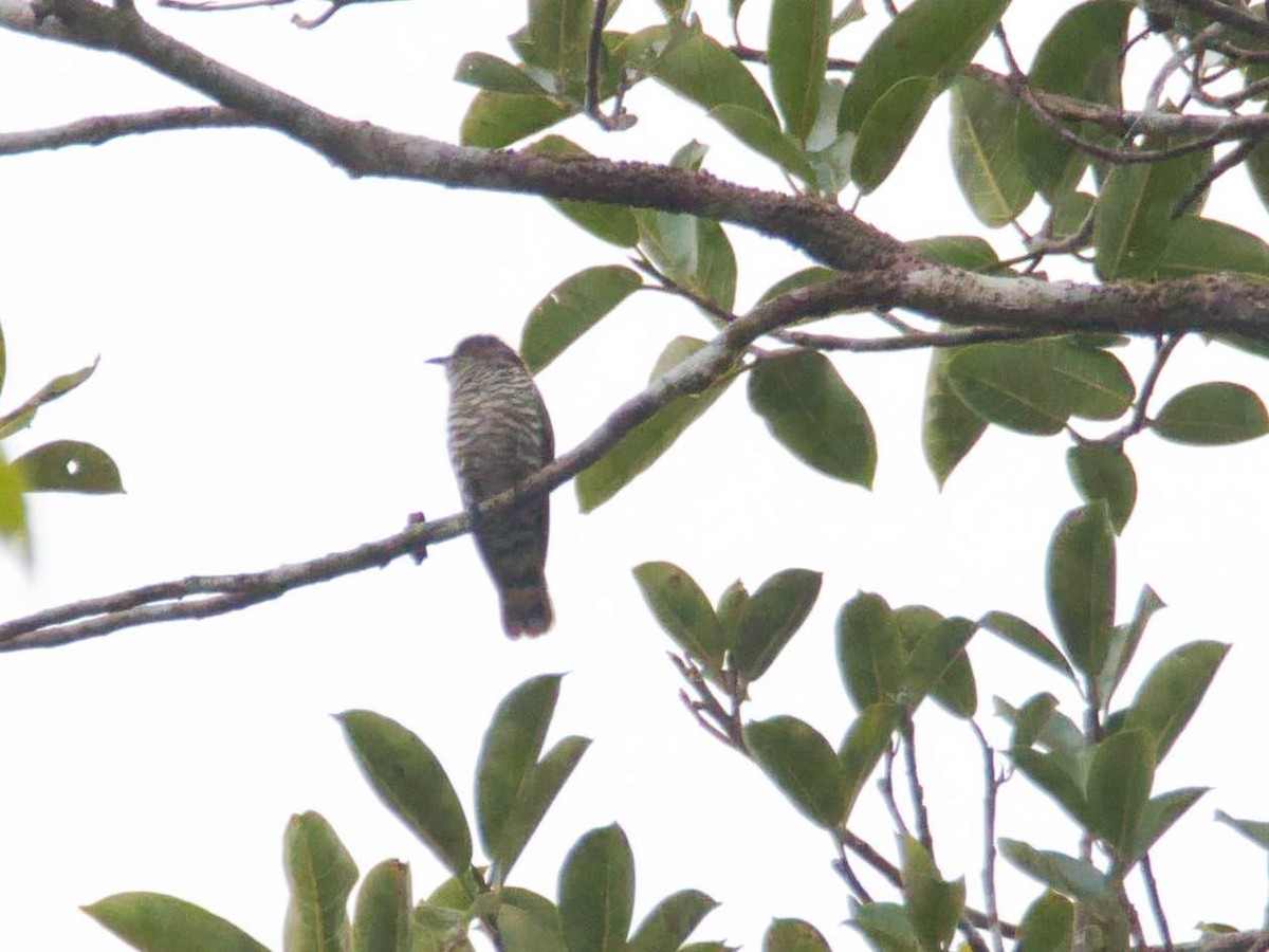 Little Bronze-Cuckoo - ML613280600