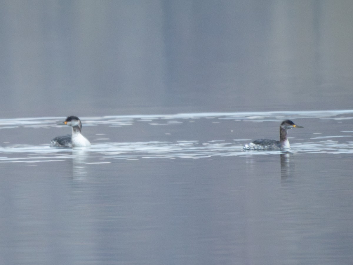 Red-necked Grebe - ML613280616