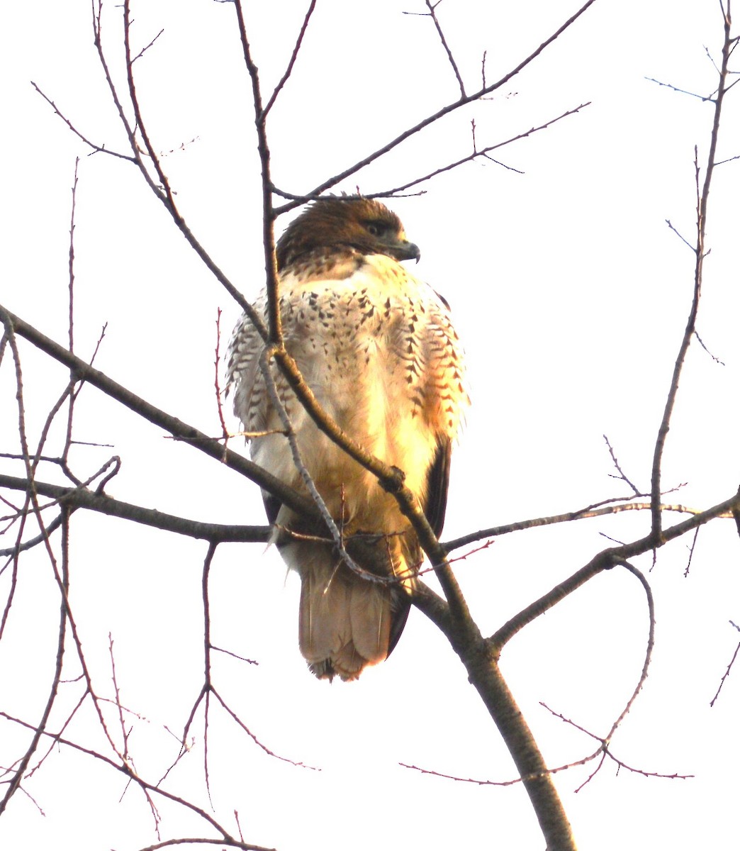 Red-tailed Hawk - Tim Hughes