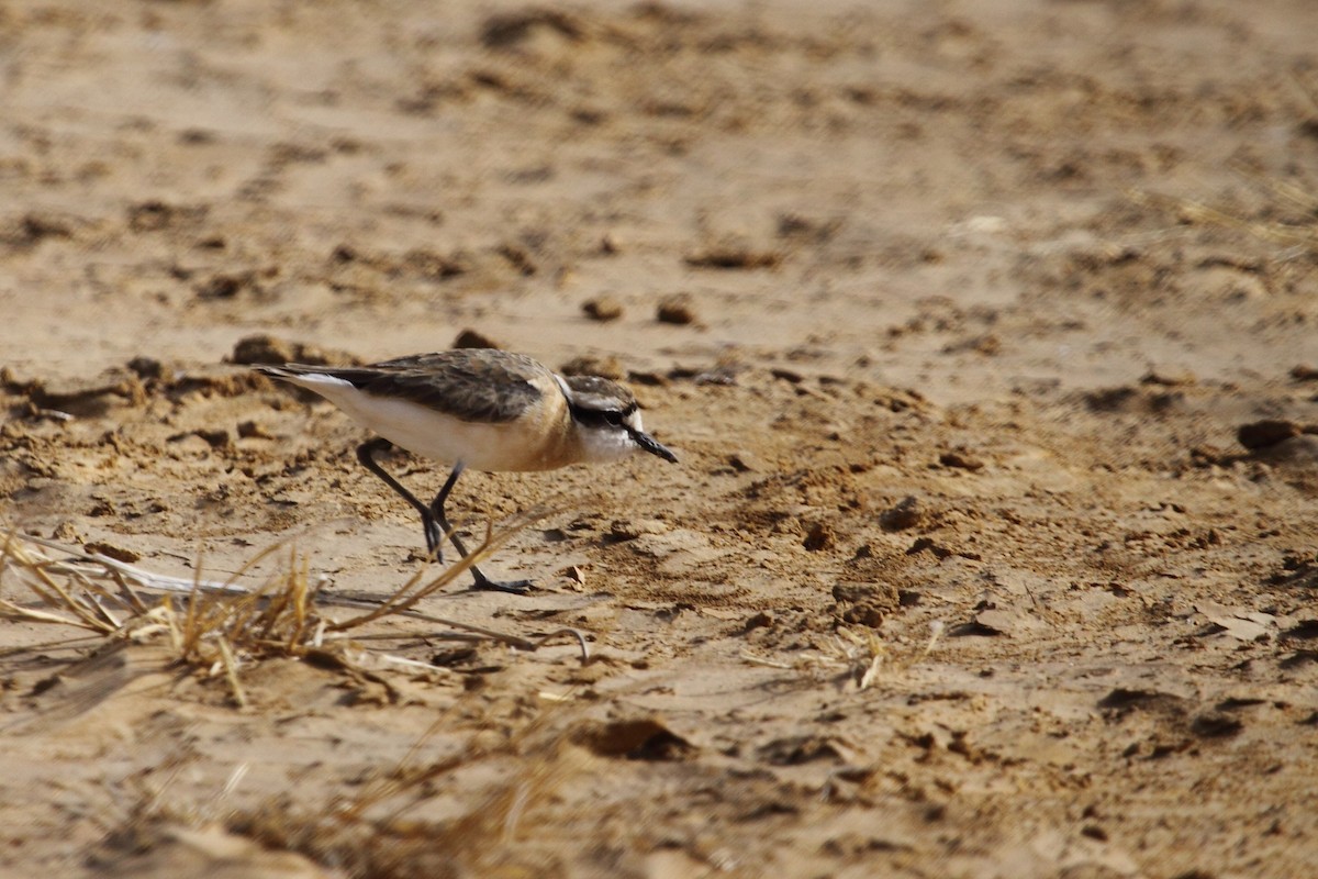 Kittlitz's Plover - ML613280680