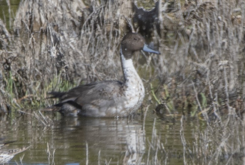 Northern Pintail - ML613280684