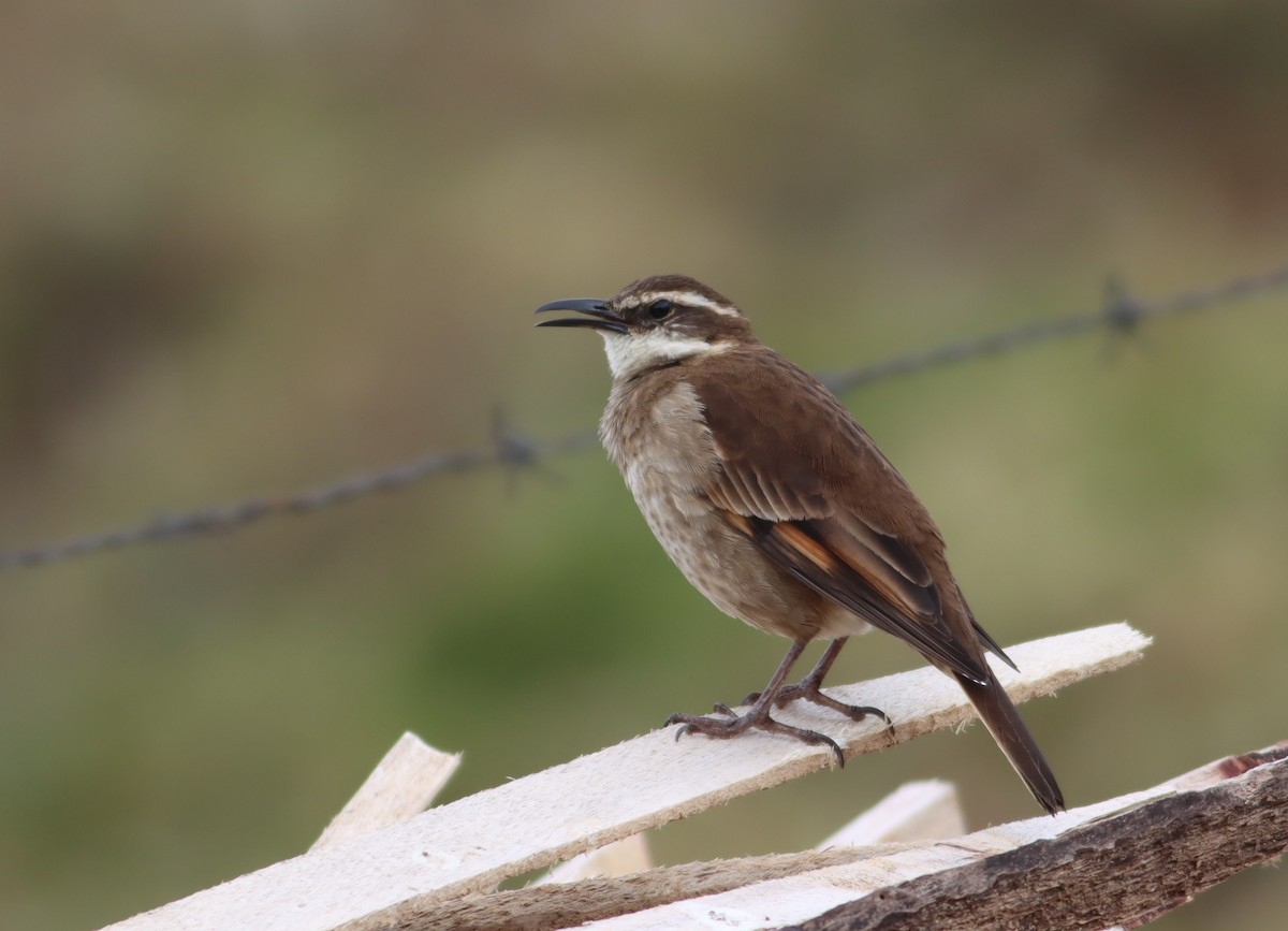 Stout-billed Cinclodes - ML613280771