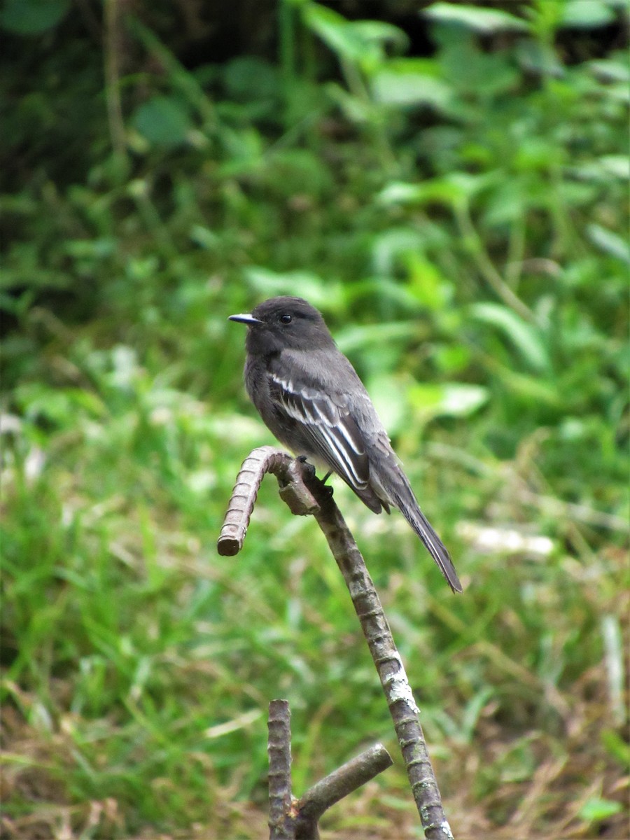 Black Phoebe - ML613280780