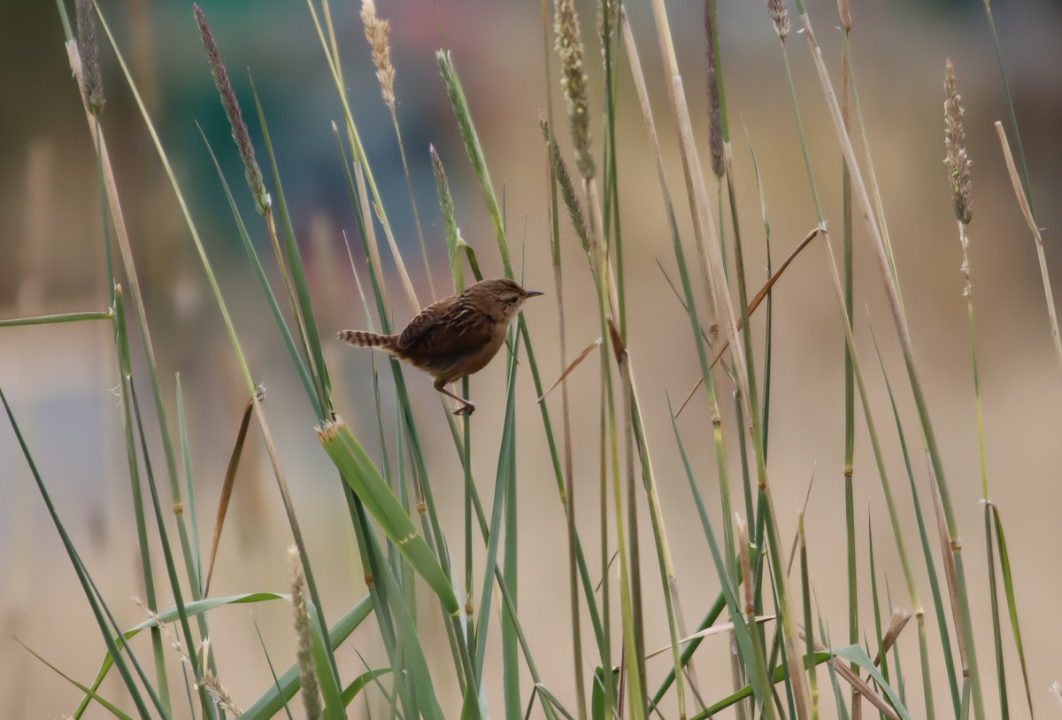 Grass Wren - ML613280804