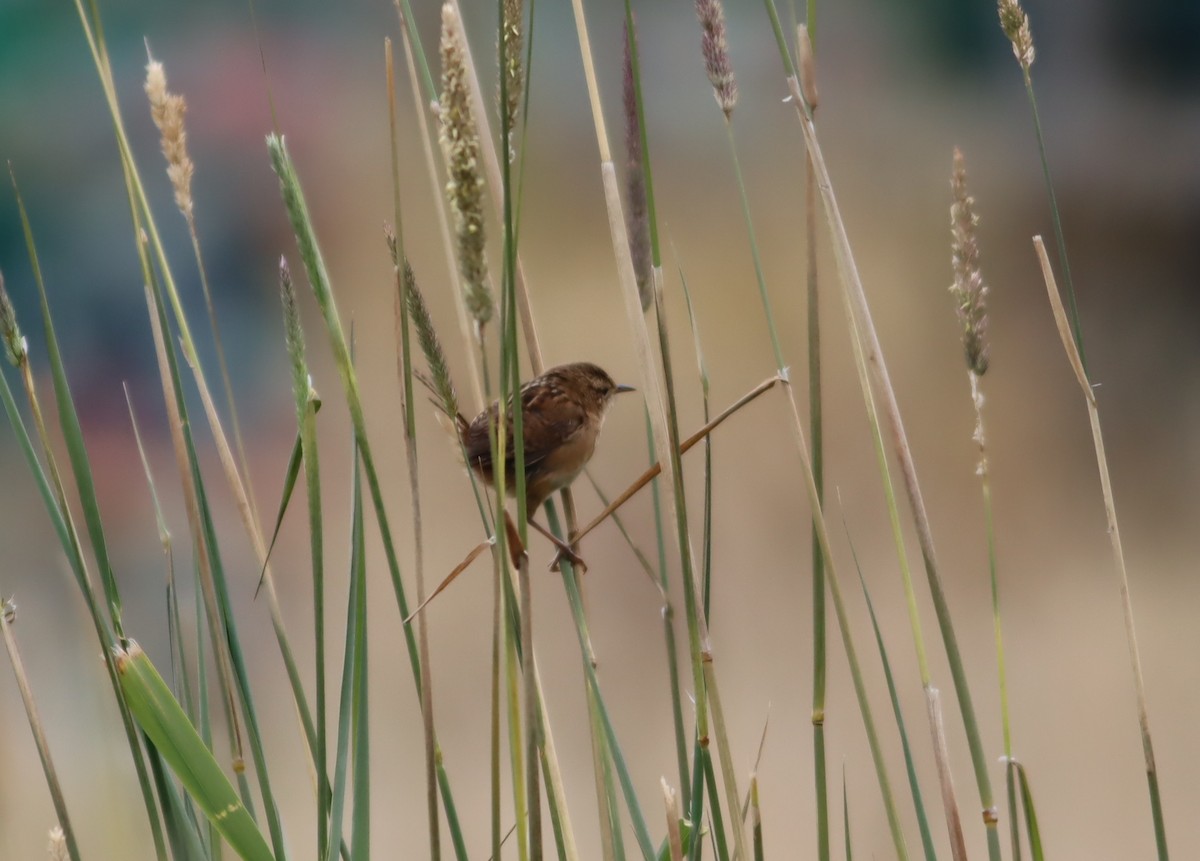 Grass Wren - ML613280805