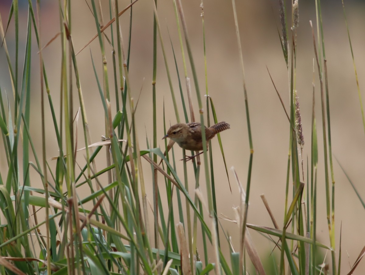 Grass Wren - ML613280806