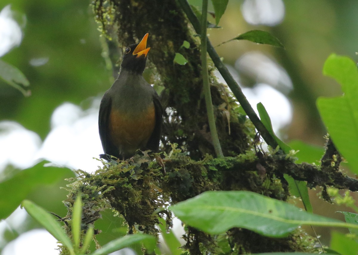 Chestnut-bellied Thrush - ML613280849