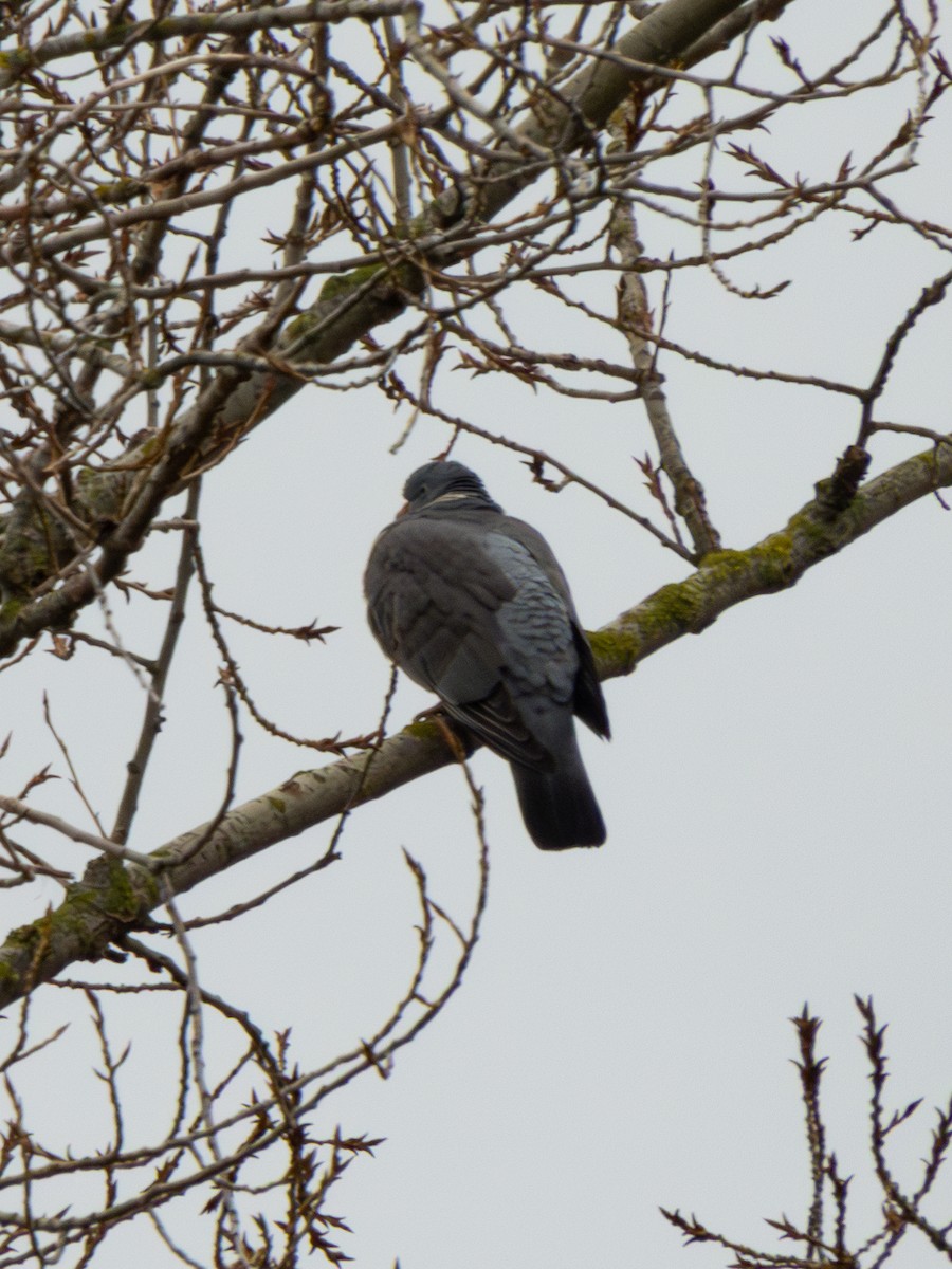 Common Wood-Pigeon - ML613280876