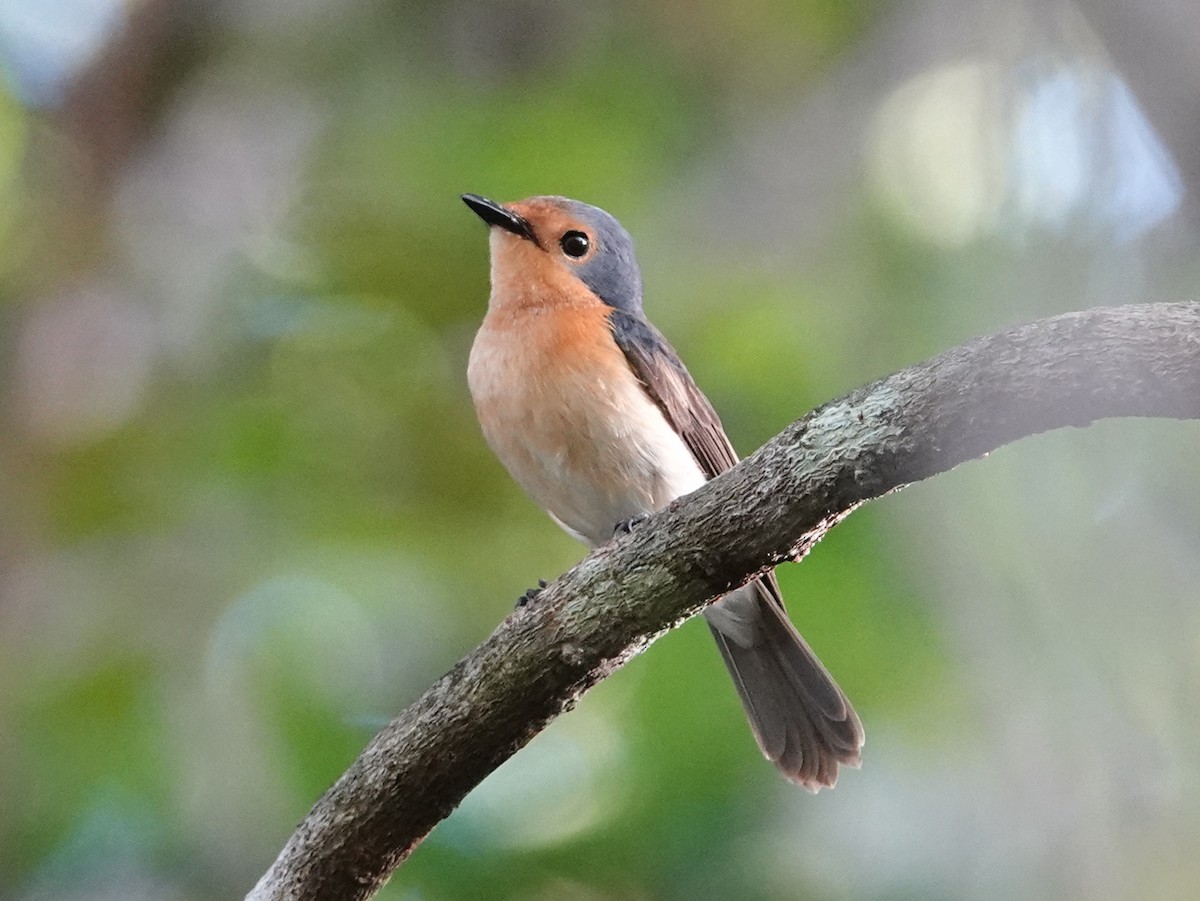 Palau Flycatcher - ML613280987