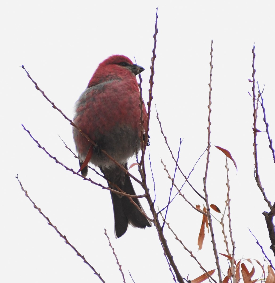 Pine Grosbeak - ML613281006