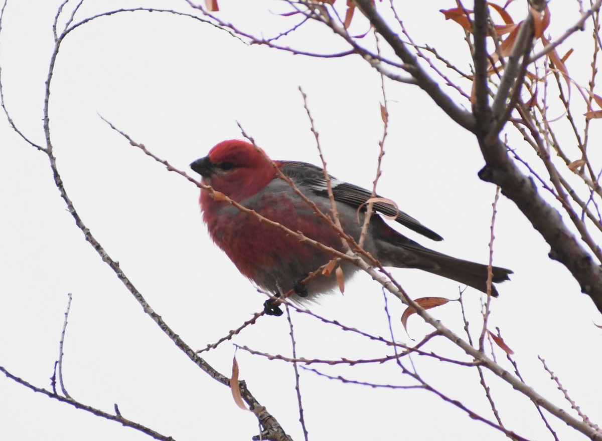 Pine Grosbeak - ML613281007