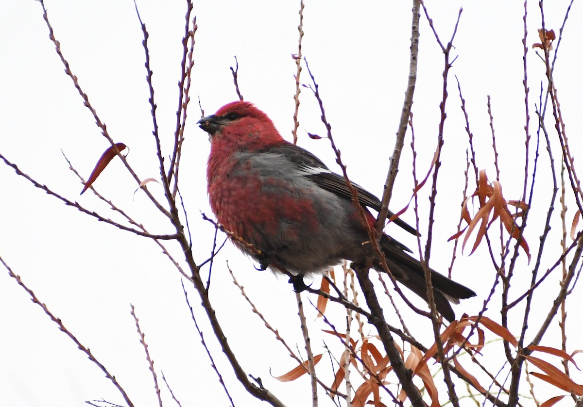 Pine Grosbeak - ML613281008