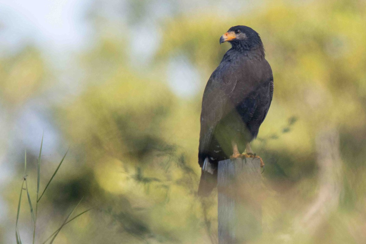 Common Black Hawk - ML613281059