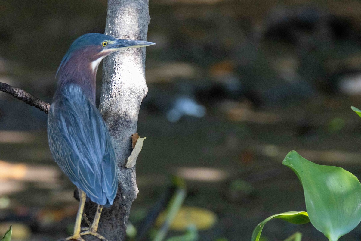 Green Heron - ML613281060