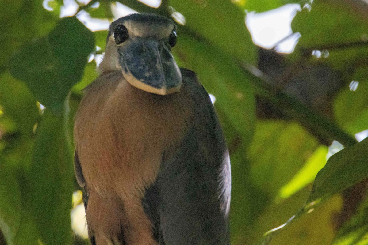 Boat-billed Heron - ML613281074