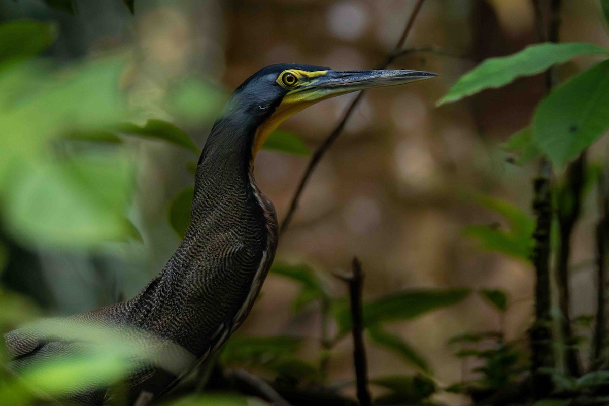 Bare-throated Tiger-Heron - ML613281075