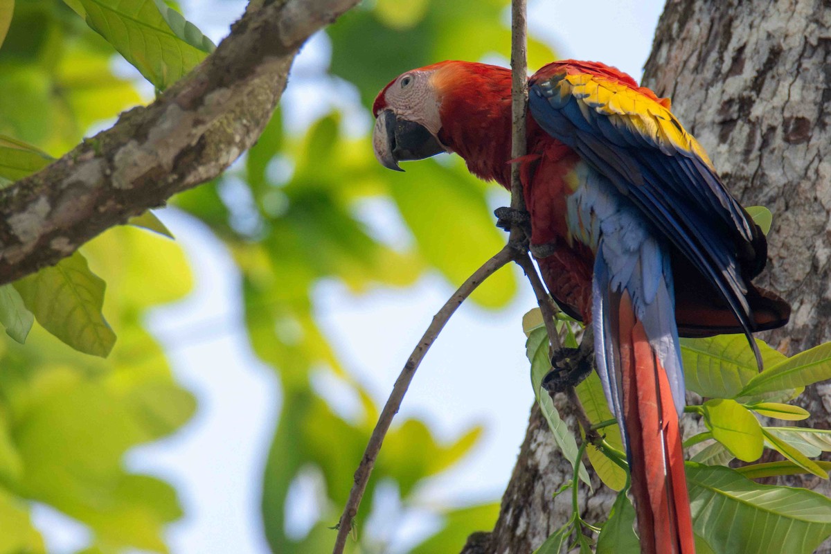 Scarlet Macaw - ML613281083