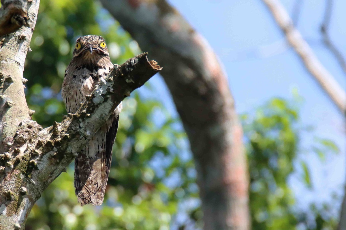 Common Potoo - ML613281088