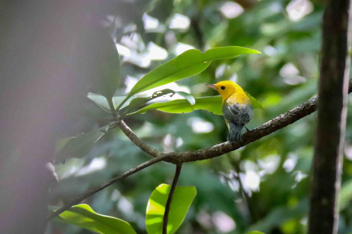 Prothonotary Warbler - Gustav Steinhardt