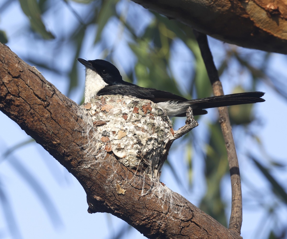 Paperbark Flycatcher - Mary Clarke