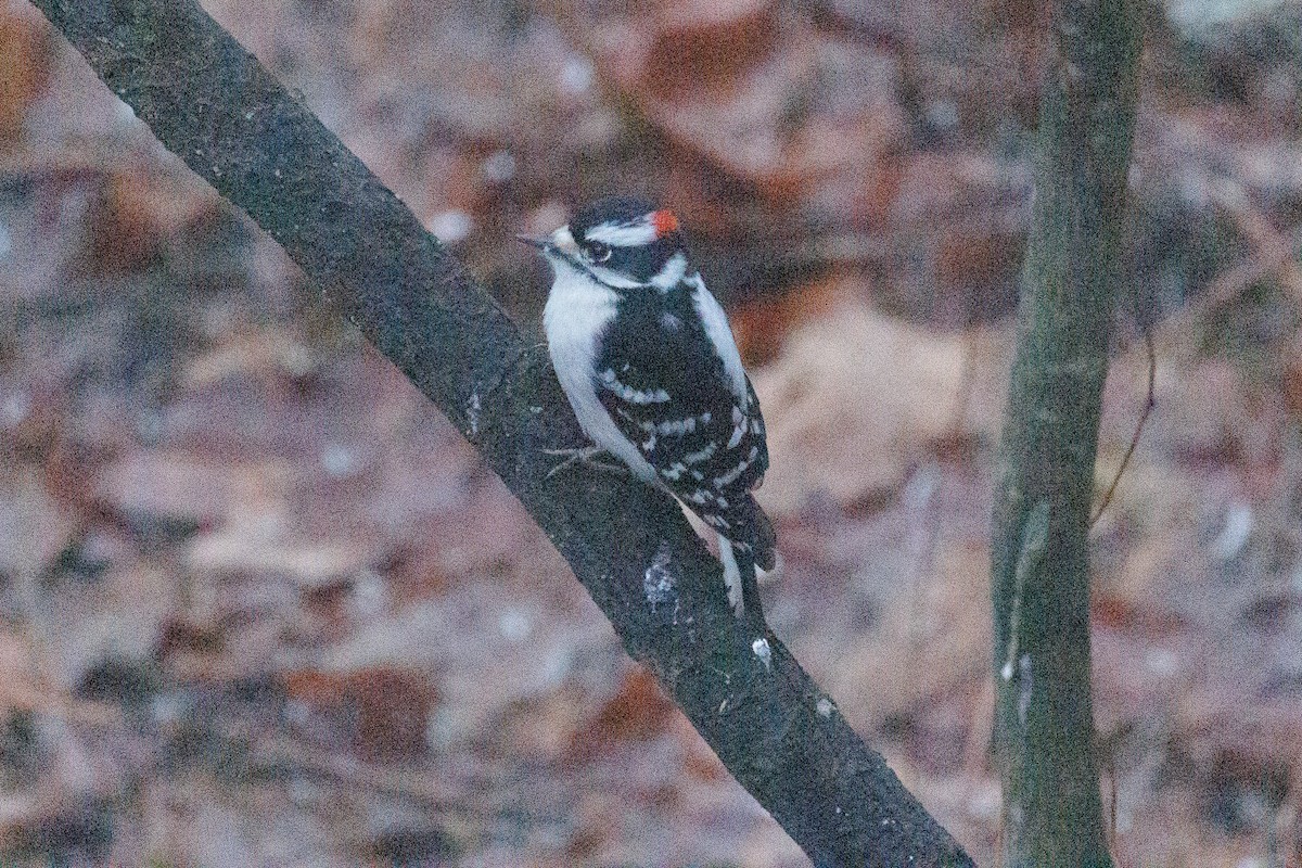 Downy Woodpecker - ML613281126