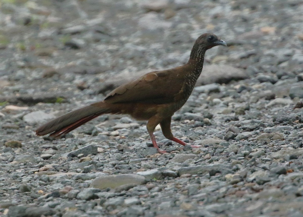 Speckled Chachalaca (Speckled) - ML613281128