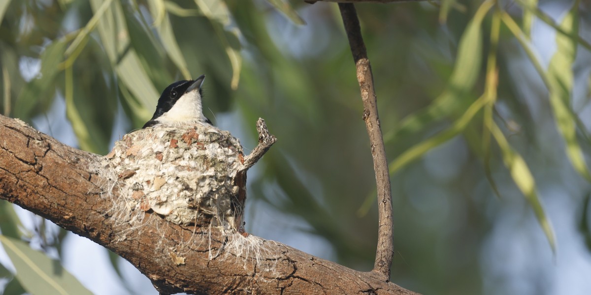 Paperbark Flycatcher - ML613281134