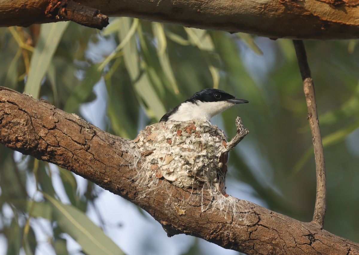 Paperbark Flycatcher - ML613281139