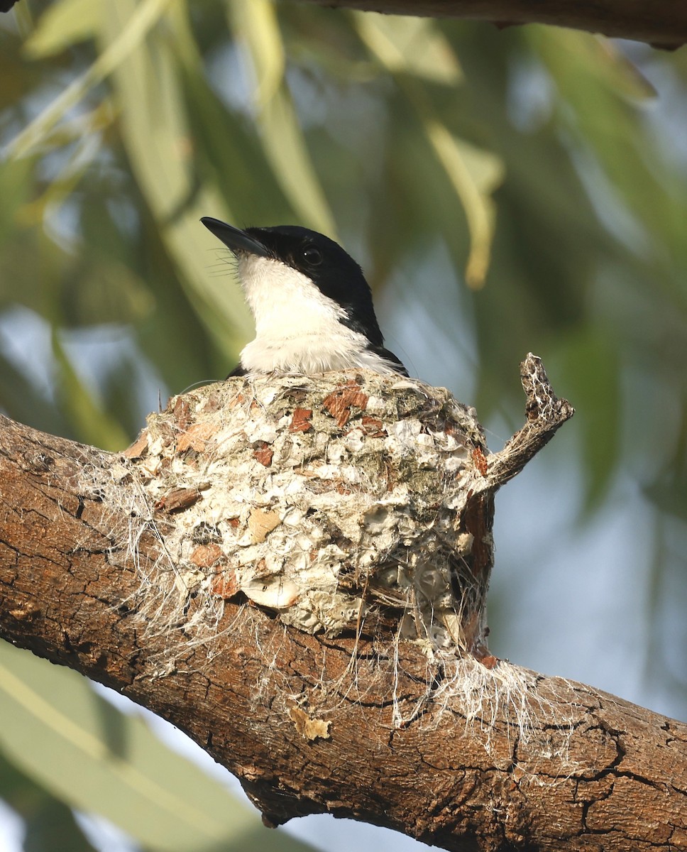 Paperbark Flycatcher - ML613281140