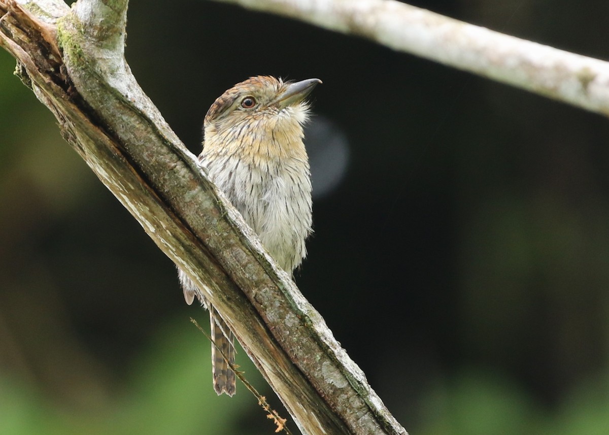 Western Striolated-Puffbird - ML613281147