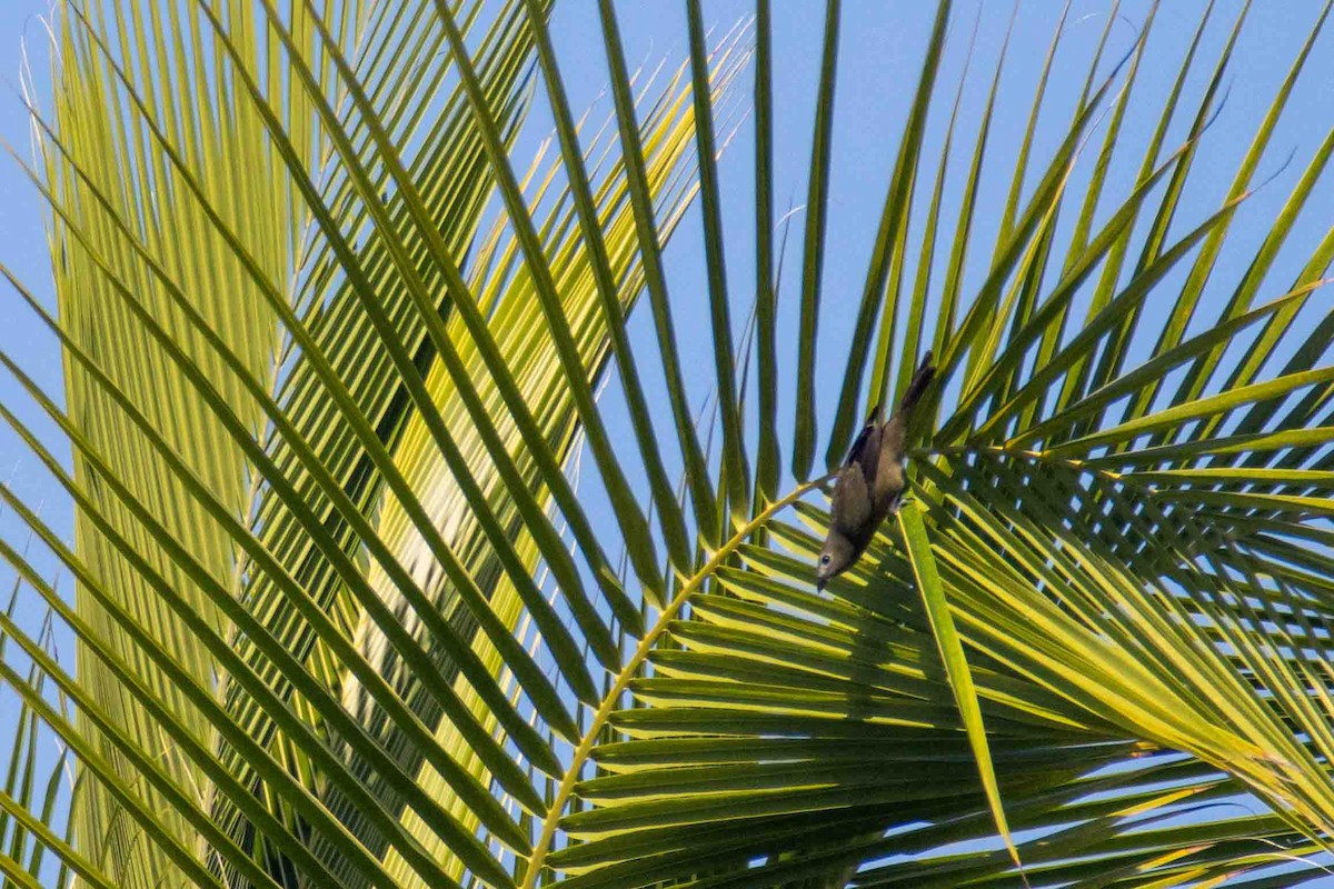 Tangara Palmera - ML613281214